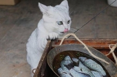 ネコも思わず手が出るほど本物そっくりの立体金魚絵が話題に.jpg