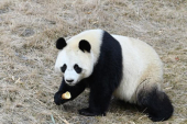 中国のパンダ野生個体群が1864頭に増加
