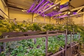 「隣人」も羨む中国の南極科学観測隊の野菜栽培