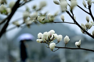 百花