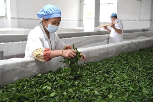 広西チワン族自治区凌雲県　農民の貧困脱却と増収を促進する茶産業.jpg