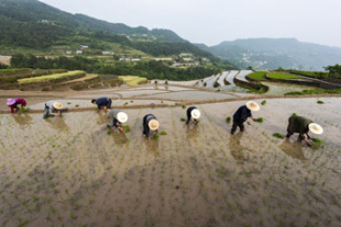 田植えに大忙しの初夏　湖北省秭帰県
