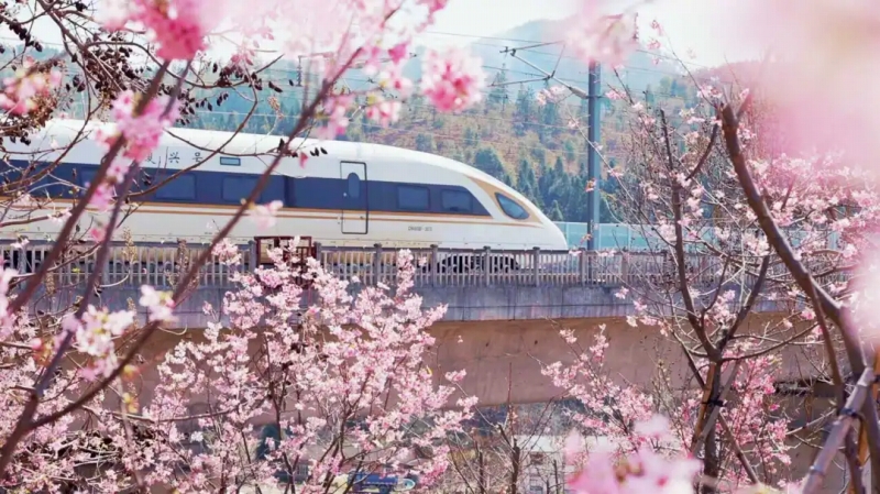 桜の花が満開になった、合福高速鉄道の武夷山北駅近くを走る高速列車・復興号（撮影・謝珺）。