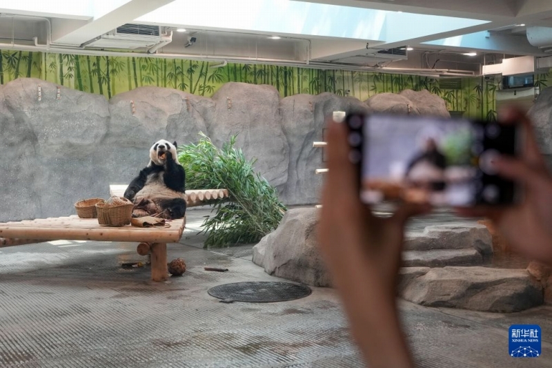 7月15日、北京動物園パンダ新館の室内展示ホールで餌を食べるパンダ「萌蘭（モンラン）」。撮影・鞠煥宗