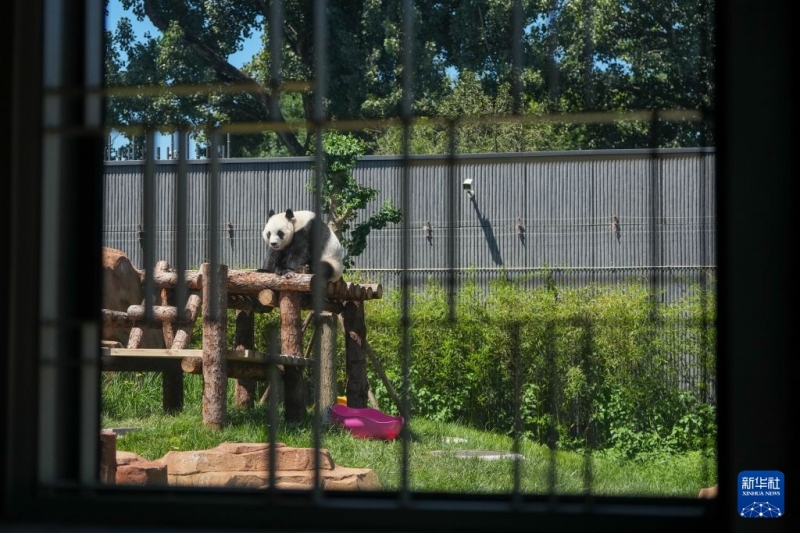 7月15日、北京動物園パンダ新館の室外運動場で遊ぶパンダ「白天(バイティエン)」。撮影・鞠煥宗