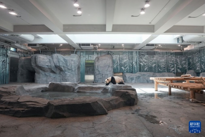 7月15日、北京動物園パンダ新館の室内展示ホール内を歩くパンダ「吉年(ジーニエン)」。撮影・鞠煥宗