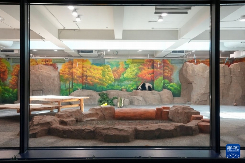 7月15日、北京動物園パンダ新館の室内展示ホールで昼寝するパンダ「白天」。撮影・鞠煥宗