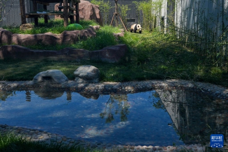 7月15日、北京動物園パンダ新館の室外運動場で遊ぶパンダ「福将（フージアン）」。撮影・鞠煥宗