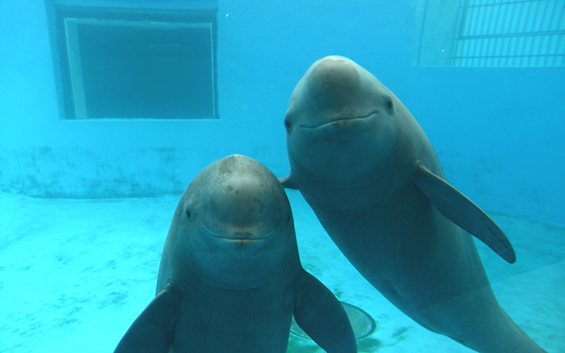 武漢白鰭豚館の長江スナメリ（写真提供・武漢白鰭豚保護基金会）。