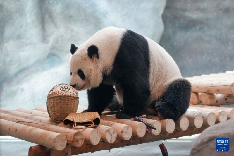 7月15日、北京動物園パンダ新館の室内展示ホールで餌を食べるパンダ「萌蘭（モンラン）」。撮影・鞠煥宗